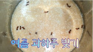 과하주(過夏酒, Gwaha-ju) 빚기 ▶여름 내내 마실 수 있는 과하주 빚는 방법을 상세히 올렸습니다