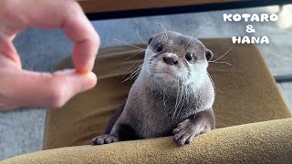 カワウソが顔をつっこんでくる新技「鼻スポ」が超カワイイ！　Otters Learn a New Trick with The Snoot Challenge!