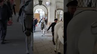 Lippizan horses coming in to the Spanish Riding School.