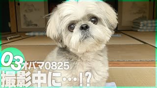 新商品の撮影を手伝うも早速やらかす犬【オバマ0825 vol.3】