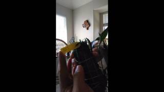 Unboxing 5 Dendrobium orchids (boring, sorry)