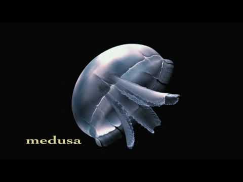 Which cnidarians only exhibit a polyp stage?