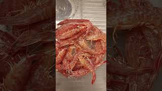 Small red shrimp live