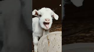 baby goat#short#Jaadui hocke😍  #shorts #funny goat