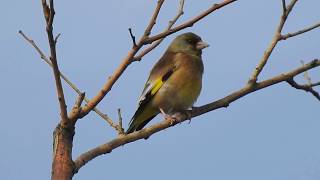 Oriental Greenfinch singing at Chanba 15 April 2018