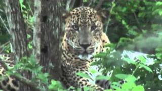 Amazing Leopard and Wildlife Encounters in Sri Lanka