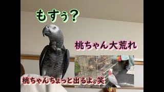 桃ちゃん大荒れの中、電話だったり忙しいね。笑 ヨウムのるいちゃん