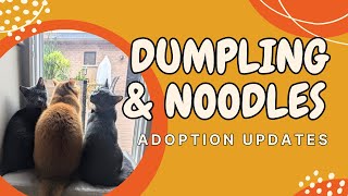 FOSTER KITTENS ADOPTION UPDATES | Dumpling \u0026 Noodles