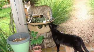 Coleção de gatos.wmv