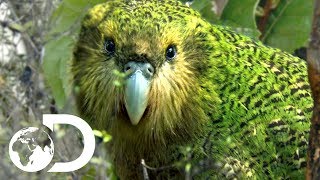The Strangest Parrot in the World | Modern Dinosaurs