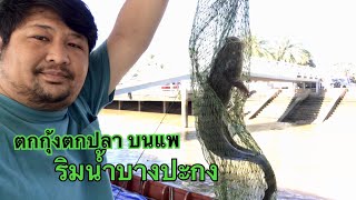 บางปะกง l ตกกุ้งตกปลาชิวๆบนแพ/ริมน้ำบางปะกง  Shrimp fishing, Bangpakong fishing