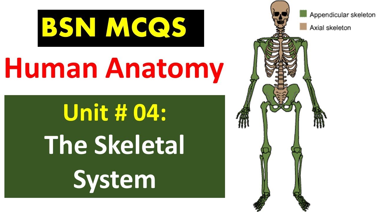 Human Anatomy MCQ | Unit No 04 | BSN Graduates - YouTube