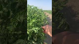 Қызанақтың қауіпті ауруы/tomato’s disease/ болезнь #томата