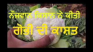 Punjab young Vegitable Grower !ਨੌਜਵਾਨ ਕਿਸਾਨ ਨੇ ਗੋਭੀ ਦੀ ਕੀਤੀ ਕਾਸ਼ਤ