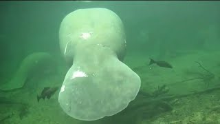Experts puzzled over huge spike in Florida manatee deaths