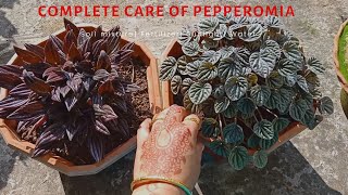 Complete Care of Pepperomia Plant||Potting Mix| Fertilizing| Watering| Sunlight-