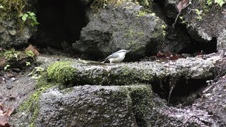 山中湖 大洞の泉のゴジュウカラの水浴び　その２１（4K動画）