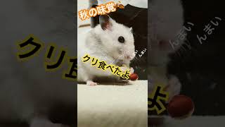 秋の味覚の代表【栗】初実食　hamrter videos #shorts #hamster #ハムスター