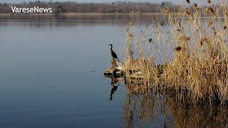 Alla scoperta di Cazzago Brabbia: natura, pescatori e artisti sul Lago di Varese