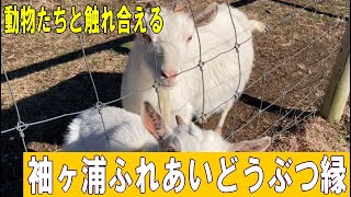 かわいい動物たちと触れ合える「袖ヶ浦ふれあいどうぶつ縁」