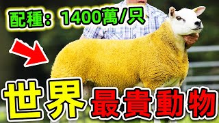 全世界最貴的10種動物！中國熊貓只排第三，第一名每年超生1000只，堪稱“動物印鈔機”。|#世界之最top #世界之最 #出類拔萃 #腦洞大開 #top10 #最貴動物