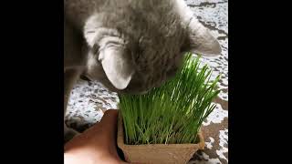 【猫】好物 (猫草) Cat grass