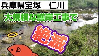 [ガサガサ]兵庫県宝塚市の仁川、護岸工事の後は魚いてるか。