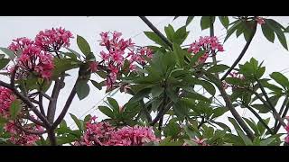 Aussie Pink Frangipani flowers