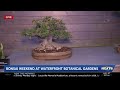 What you need to know about Waterfront Botanical Gardens Bonsai Weekend