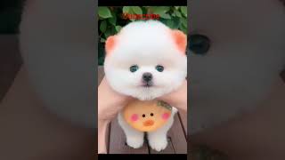 Funny animals videos Funny pet 🤣 #animals #doglover #dog #cat