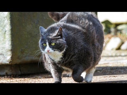 How to Help Your Cat Lose Weight | Cat Care How to Help Your Cat Lose Weight | Cat Care