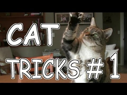 Cat Tricks 1 Youtube