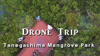 ドローン空中散歩【種子島・マングローブパーク】Tanegashima Mangrove Park