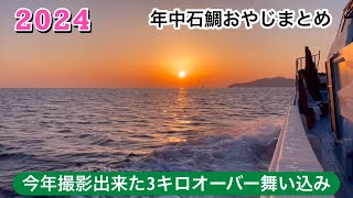 【石鯛釣り】今年撮影出来た3キロオーバー舞い込み