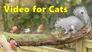 Videos for Cats to Watch ~ Squirrels and Birds in Wonderland
