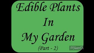 ಮಂಗಳೂರಿನ ಕೈತೋಟದ ಗಿಡಗಳು ; Edible Plants In My Garden (Part 2)