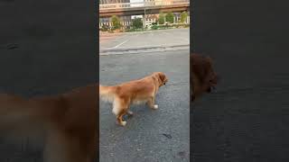 🐶🐶狗狗的户外活动｜散步时遇到了另两只金毛狗狗｜#狗狗 #dog