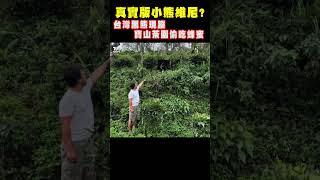 真實版小熊維尼? 台灣黑熊現蹤寶來山區偷吃蜂蜜 #shorts｜TVBS新聞 @TVBSNEWS02