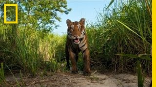 Steve Winter: On the Trail of the Tiger | Nat Geo Live