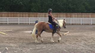 Nemo the Haflinger pony on the flat