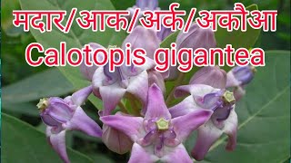 मदार/आक/Calotropis gigantea homeopathic medicine