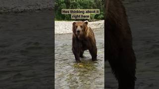 Huge Grizzly Bear Gets A Warning ⚠️ #alaska #grizzlies
