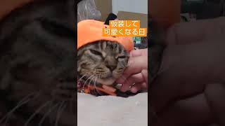 ハロウィン仮装してみました。#ミックス猫#ハロウィン猫