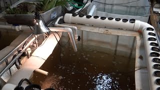 Tilapia Update with new Indoor Aquaponic Grow System