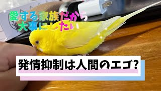 発情抑制することは人間のエゴなのか？こういう時ホントに悩むねぇ　　#セキセイインコ　#発情抑制　#小夏