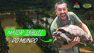 O MAIOR criatório de Jabuti e Tartaruga Tigre D'água do Mundo! - Chocmaster Visita Reserva Romanetto