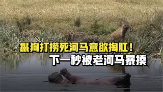 鬣狗打捞死河马意欲掏肛！下一秒被老河马暴揍！险些淹死在水中