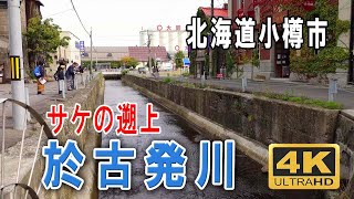 サケの遡上　於古発川　北海道 小樽市　Run up of salmon The Okobachi River 　4K