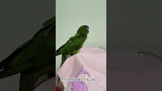 霹靂卡霹靂拉拉，火星來的紅肩 #cute #birds #shorts