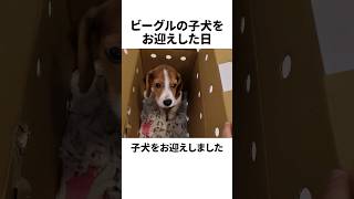 【今日から君は僕の家族だ】生後3ヵ月のビーグル犬をペットショップから連れて帰った日